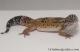 Sold - Dark Tangerine het Tremper Albino Male Leopard Gecko For Sale M25F86072520M 1