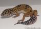 Sold - Dark Tangerine het Tremper Albino Male Leopard Gecko For Sale M25F86072520M 2