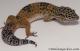 Sold - Dark Tangerine het Tremper Albino Male Leopard Gecko For Sale M25F86072520M