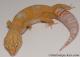 Sold - Tangerine Tremper Albino Male Leopard Gecko For Sale M25F78070120M