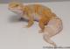 Sold - High Contrast Tangerine Tremper Albino Female Leopard Gecko For Sale M25F78061020F 1