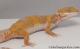 Sold - Tangerine Tremper Albino Female Leopard Gecko For Sale M25F86080420F 1