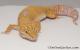 Sold - Tangerine Tremper Albino Female Leopard Gecko For Sale M25F86080420F 3