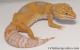 Sold - Tangerine Tremper Albino Female Leopard Gecko For Sale M25F86080420F 4