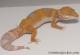 Sold - Tangerine Tremper Albino Female Leopard Gecko For Sale M25F86080420F