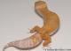 Sold - Tangerine Tremper Albino Female Leopard Gecko For Sale M31F90070220F2 1