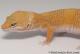 Sold - Tangerine Tremper Albino Female Leopard Gecko For Sale M31F90070220F2 2