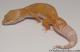 Sold - Tangerine Tremper Albino Female Leopard Gecko For Sale M31F90070220F2