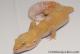 Sold - Giant Tremper Sunglow Female Leopard Gecko For Sale M25F78061820F2 1
