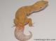 Sold - Giant Tremper Sunglow Female Leopard Gecko For Sale M25F78061820F2 2