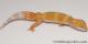 Sold - Tremper Sunglow Female Leopard Gecko For Sale M31F100081820F 1