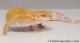Sold - Tremper Sunglow Female Leopard Gecko For Sale M31F100081820F 3