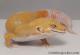 Sold - Tremper Sunglow Male Leopard Gecko For Sale M25F78070120M2 2