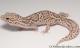 *Sold* Mack Snow Radar Female Leopard Gecko For Sale MSRADAR071416F 1