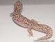 *Sold* Mack Snow Radar Female Leopard Gecko For Sale MSRADAR071416F 2