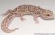 *Sold* Mack Snow Radar Female Leopard Gecko For Sale MSRADAR071416F