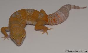 leopard geckos for sale blood albino female