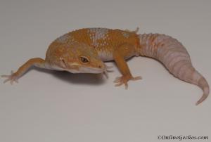 Sold - Giant High Contrast Blood Albino Female Leopard Gecko For Sale M33F104072321F