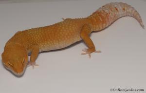 Sold - Blood Albino Female Leopard Gecko For Sale M33F78060721M