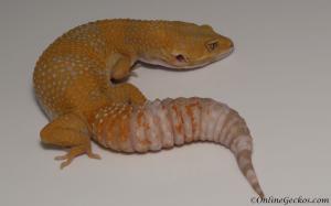 Sold - FREE GECKO - Blood Albino Female Leopard Gecko For Sale M33F78061321F