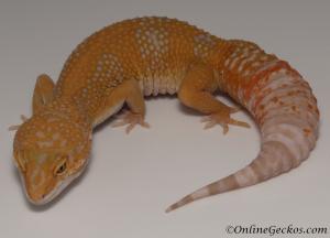 Sold - Blood Albino Female Leopard Gecko For Sale M33F86062121F