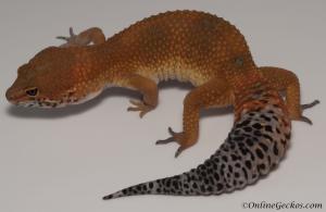 Sold - Blood Tangerine Male Leopard Gecko For Sale M33F86060921M