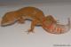 Sold - Blood Albino Female Leopard Gecko For Sale M33F86062121F 2