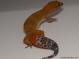 On Hold - Blood Super Hypo Male Leopard Gecko For Sale M33F86062421M 1