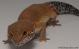 Sold - Blood Tangerine Male Leopard Gecko For Sale M33F86060921M 2