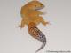 Sold - Super Hypo Tangerine Carrot-tail Baldy Male Leopard Gecko For Sale M31F100071120M2 2