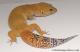 Sold - Super Hypo Tangerine Carrot-tail Baldy Male Leopard Gecko For Sale M31F100071120M2