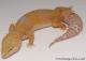 Sold - Tangerine Tremper Albino Female Leopard Gecko For Sale M25F86090920F 2