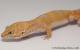 Sold - Tangerine Tremper Albino Male Leopard Gecko For Sale M25F86082220F2 1