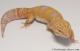 Sold - Tangerine Tremper Albino Male Leopard Gecko For Sale M25F86082220F2 2