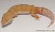 Sold - Tangerine Tremper Albino Male Leopard Gecko For Sale M25F86082220F2