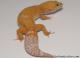 Sold - Tremper Sunglow Female Leopard Gecko For Sale M31F90082320F 1