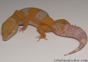 Sold - Giant Blood Albino Female Leopard Gecko For Sale M33F104071121F