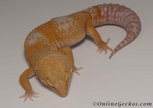 Sold - Giant Blood Albino Male Leopard Gecko For Sale M33F104080121M