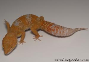 Sold - Giant Blood Albino Male Leopard Gecko For Sale M33F86080621M