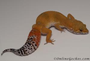 Sold - FREE GECKO - Blood Super Hypo Female Leopard Gecko For Sale M33F100100121F