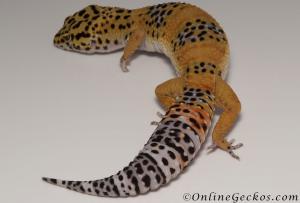 Blood Tangerine Female Leopard Gecko For Sale M33F100081121F