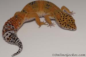 Sold - Giant Blood Tangerine Female Leopard Gecko For Sale M33F100082321F