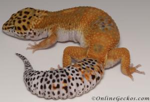 Sold - Blood Tangerine Female Leopard Gecko For Sale M33F86052921F