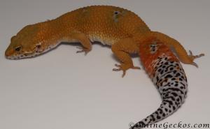 Sold - Blood Tangerine Female Leopard Gecko For Sale M33F86060821F