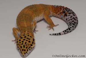 Blood Tangerine Male Leopard Gecko For sale M33F100082221F