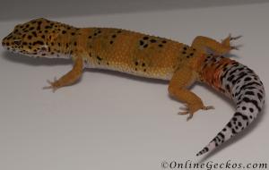 leopard geckos for sale blood tangerine male M33F100091021M2