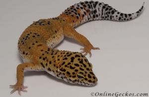 Sold - Blood Tangerine Male Leopard Gecko For Sale M33F86062421M2