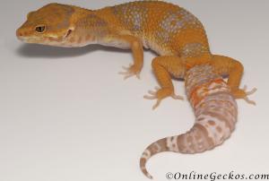 leopard geckos for sale blood tremper albino female M33F100100321F