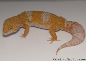 Sold - Giant High Contrast Blood Albino Male Leopard Gecko For Sale M33F100081221F