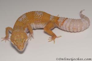 Sold - Giant High Contrast Tangerine Albino Female Leopard Gecko For Sale M33F104072421F